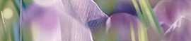 Laparet Бордюр Crocus B400D286 40х5