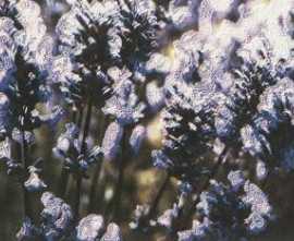 Бордюр Tubadzin Maxima Violet 2 44,8x10