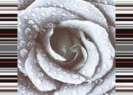 Декор Absolut Keramika DECOR ROSE 02 15X45