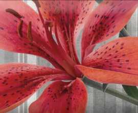 Декор Absolut Keramika Monocolor Mix Flowers RBW 7.5х15