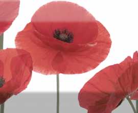 Декор Absolut Keramika Decor Poppy 04 10X30
