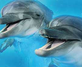 Декор Cerrol Porto Dolphins 2 centro 25x60