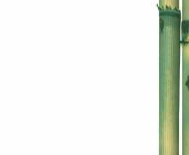 Декор Cerrol Canas De Bambu B Centro 20x50