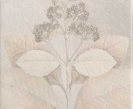 Керамогранит Mainzu Soft Kamelia White 15x15