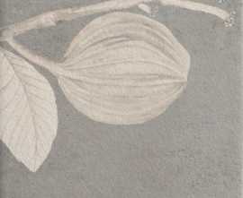 Керамогранит Mainzu Soft Kamelia Grey 15x15