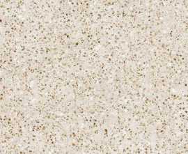 Керамогранит Alma Ceramica GFU60120PER04R Peru 60x120