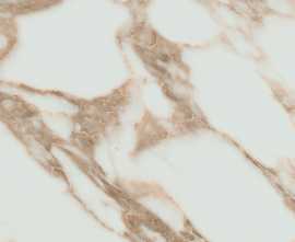 Керамогранит Pamesa Arabescato Gold glossy Rect. 60x120